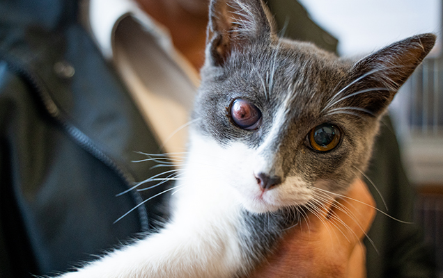 closeup of maze showing injured eye